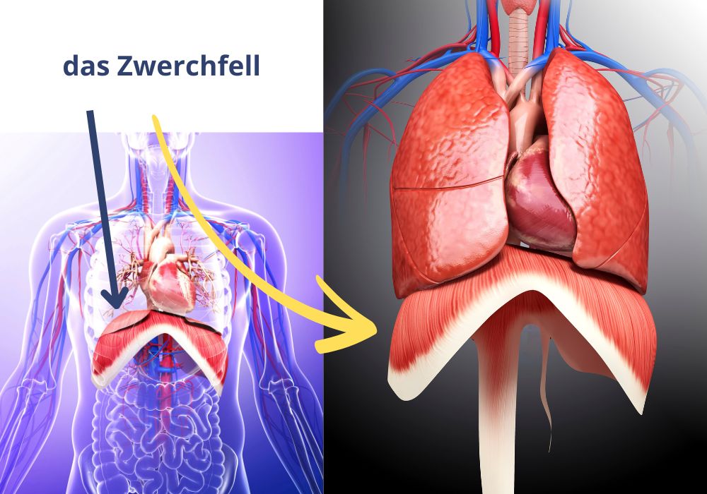 Das Zwerchfell